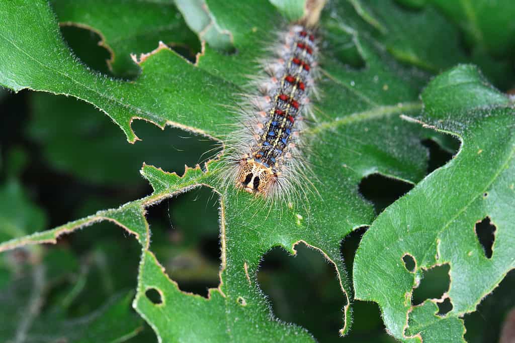 Macro of a spongy moth caterpillar on an almost completely destroyed oak leaf. The caterpillar has presumably eatenmozt of the leaf. What's left of the leaf is green. The caterpillar is brownish/gray with stiff black hairs sticking out from its body. On the top of its back is sports four pairs of blue spots and six pairs of red. 