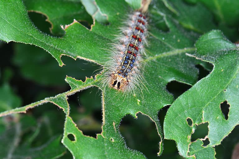 Macro of a spongy moth caterpillar on an almost completely destroyed oak leaf. The caterpillar has presumably eatenmozt of the leaf. What's left of the leaf is green. The caterpillar is brownish/gray with stiff black hairs sticking out from its body. On the top of its back is sports four pairs of blue spots and six pairs of red.