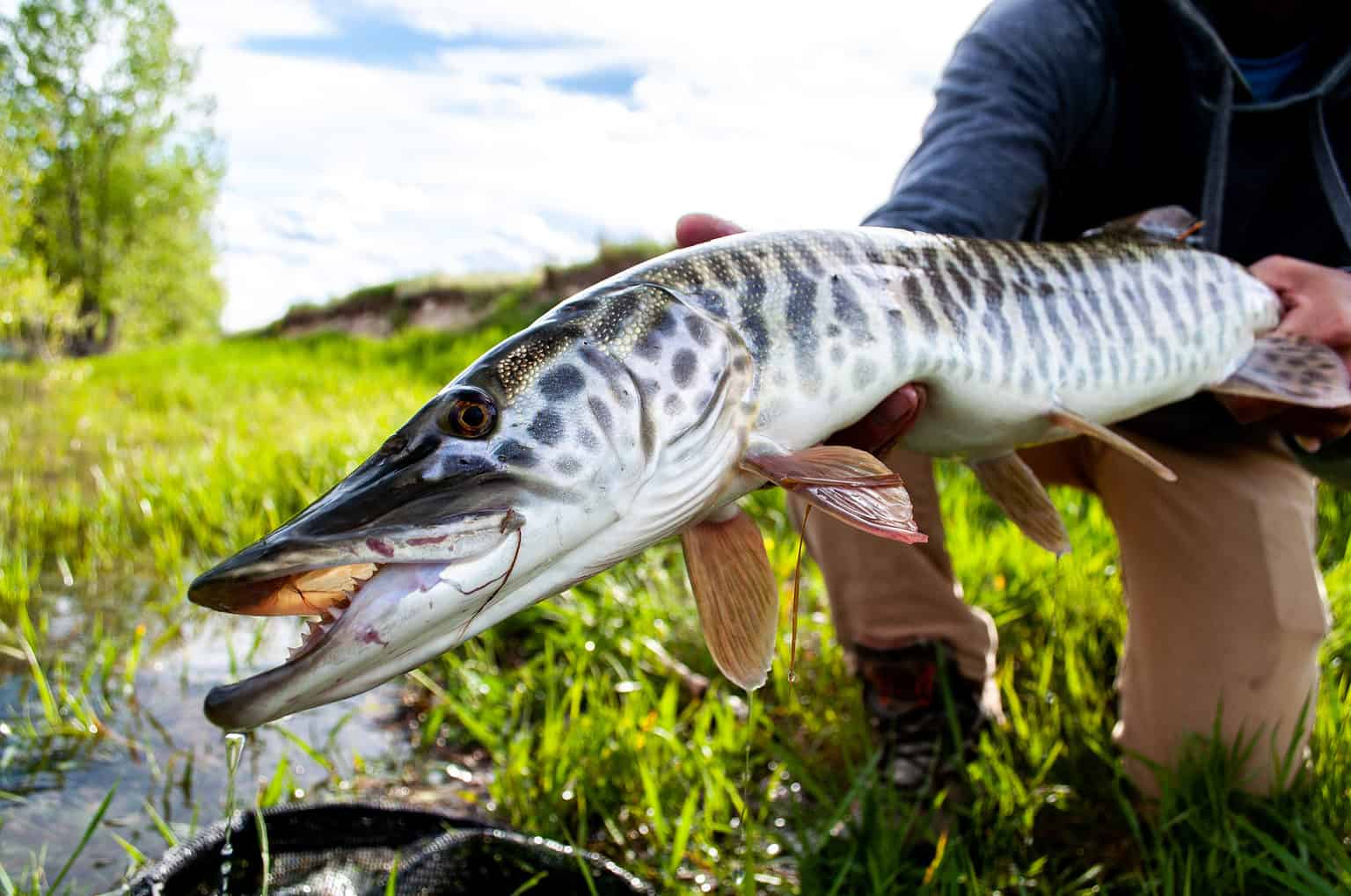 The Largest Tiger Muskellunge Ever Caught In Ohio Was A Fierce Trophy
