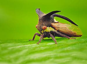 Heroic Bee Warriors Fly In to Help a Mother Treehopper Protect Her Young Picture