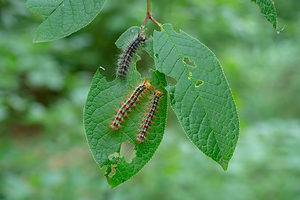 Baby Caterpillars: 6 Pictures and 5 Incredible Facts Picture