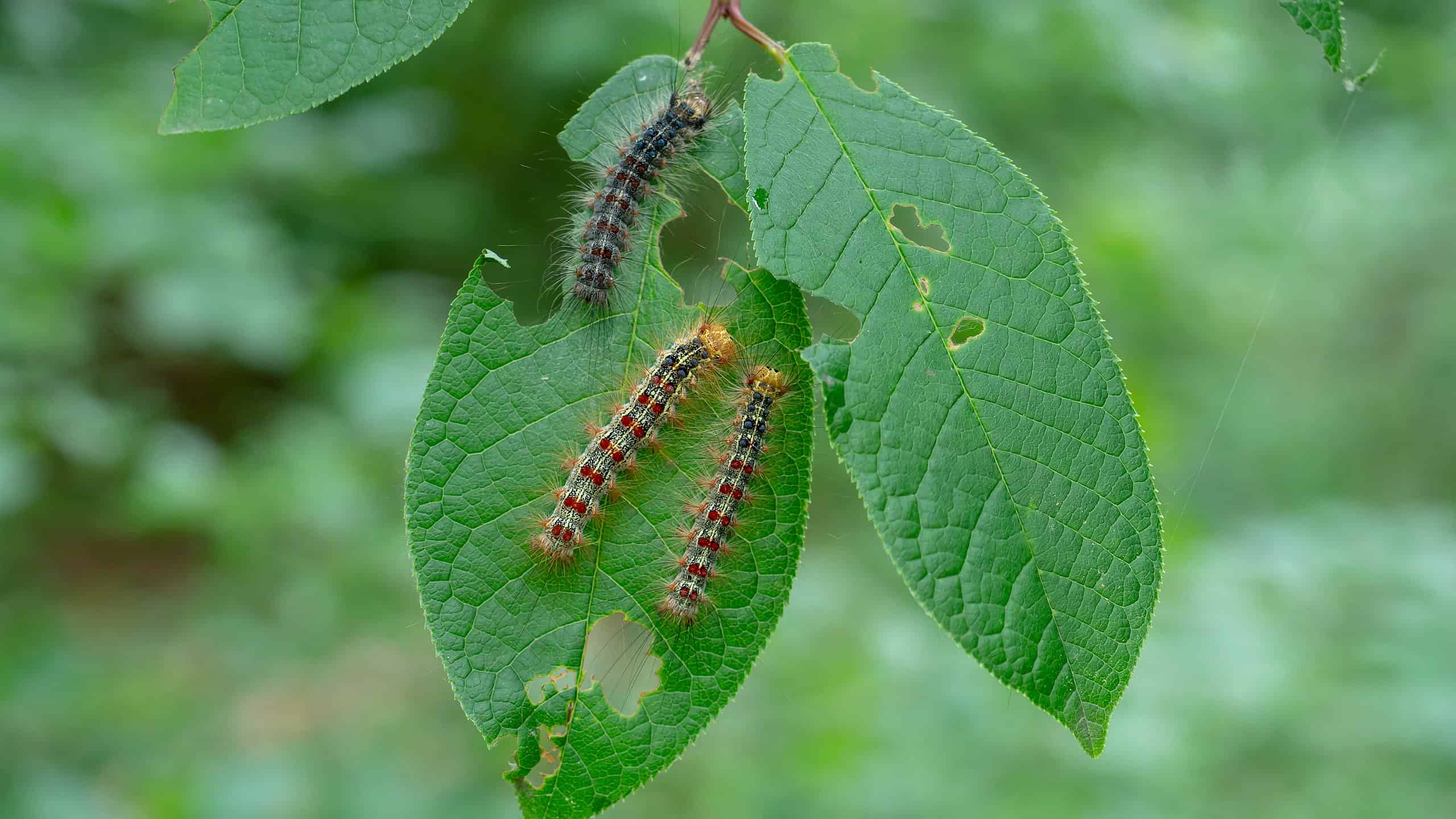 3 gypsy moth caterpillars are visible center frame on a oval shaped green leaf. A darker caterpillar is seen at the top of the leaf and to somewhat lighter caterpillars are seen below that. The leaf has holes in it as if they have been eating it. There is another similarly sized green leave with holes in it adjacent to the green leaf the caterpillars are on. The background is out of focus greenery.