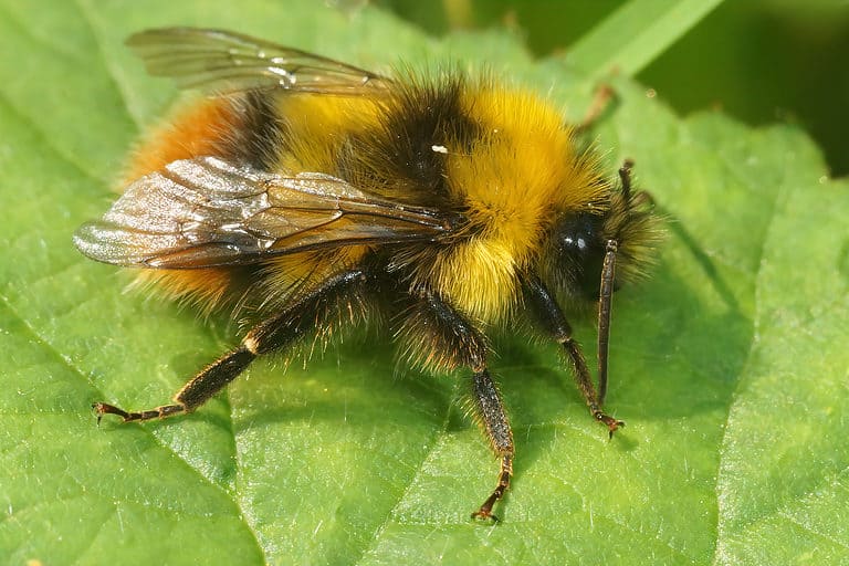 A closeup of a male cleptoparasite field cuckoo-bee, Bombus campestris, The bee is facing frame right. It is black and yellow striped.