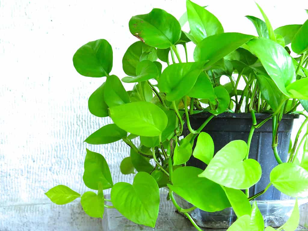 Neon pothos plant