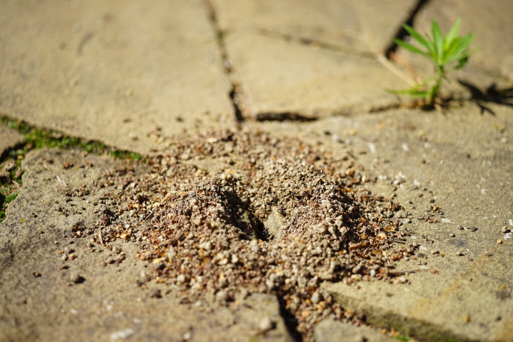 Fresh nest of ants in the stone floor of wild tiles.