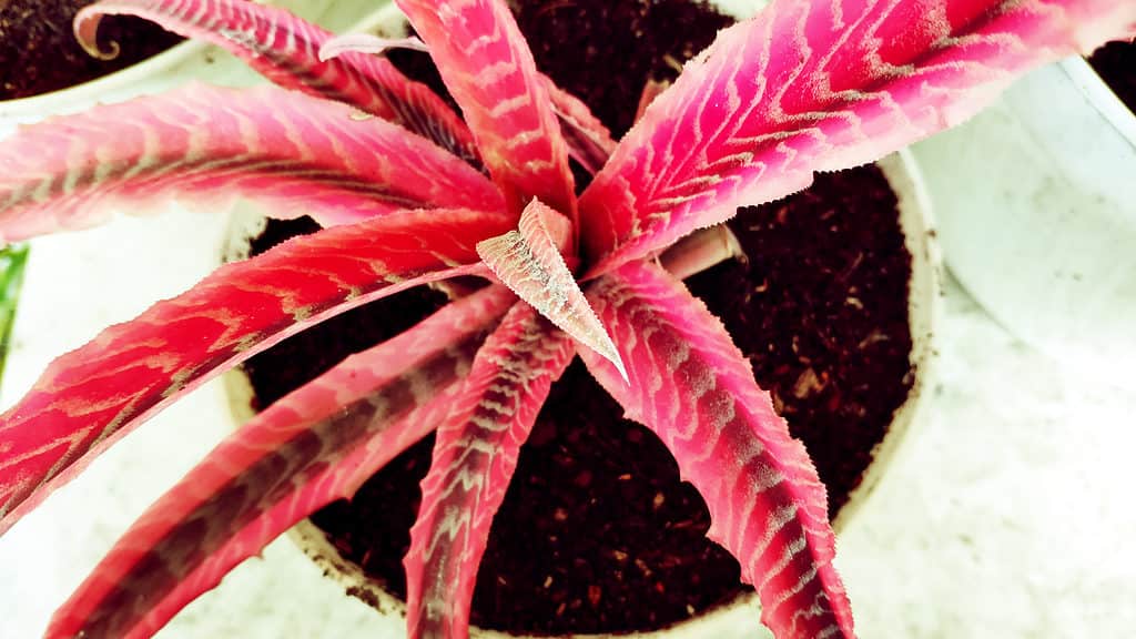 Aloe cameronii (Red Aloe)