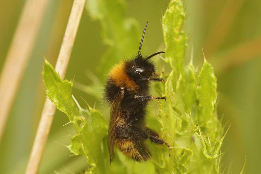 A closeup on a male of the Field cuckoo-bee, Bombus campestris on a thistle stalk. The pee is vertical in the frame, facing right. The bee is mostly black , with a yellow collar and tail.