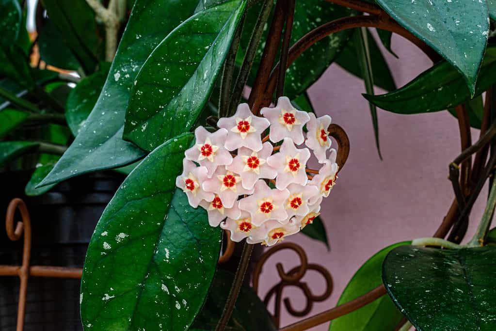 Cluster of Hoya carnosa flowers