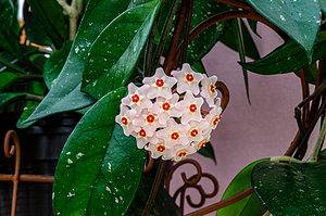 Hoya Carnosa: A Complete Guide Picture
