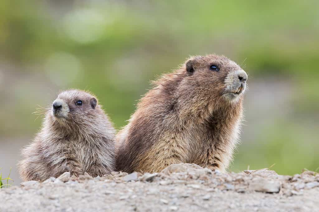 Olympic marmot pup and parent.