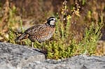 Northern bobwhite