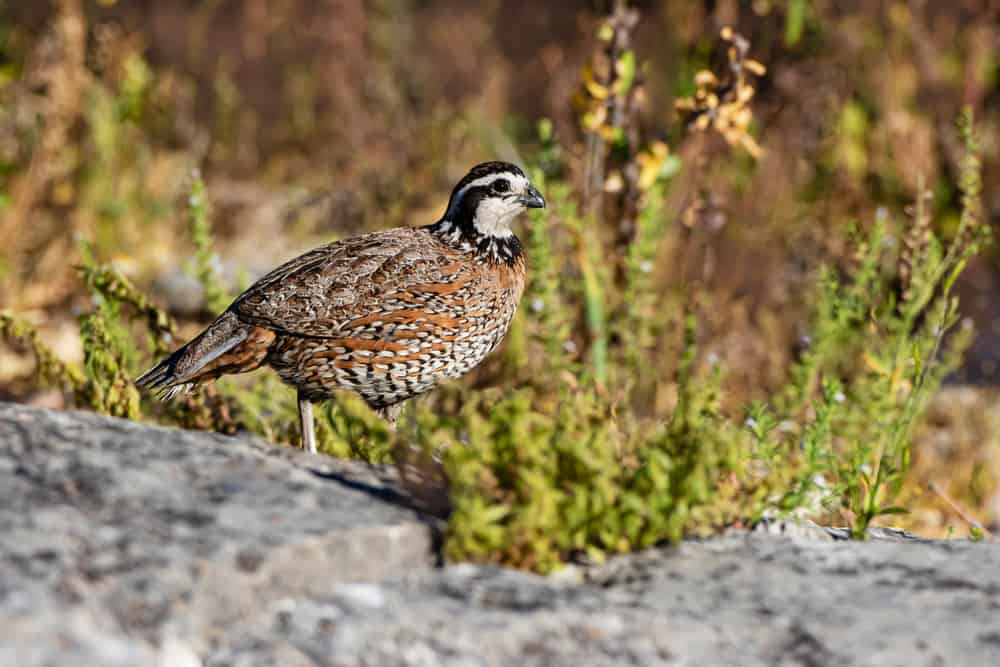 northern bobwhite