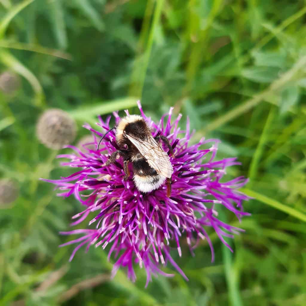 Macro of Barbut’s cuckoo bumblebee (Bombus barbutellus) on a knapweed plant. The bee is primarily dark brown to black with white yellow or cream colored accents. The flower is pink.