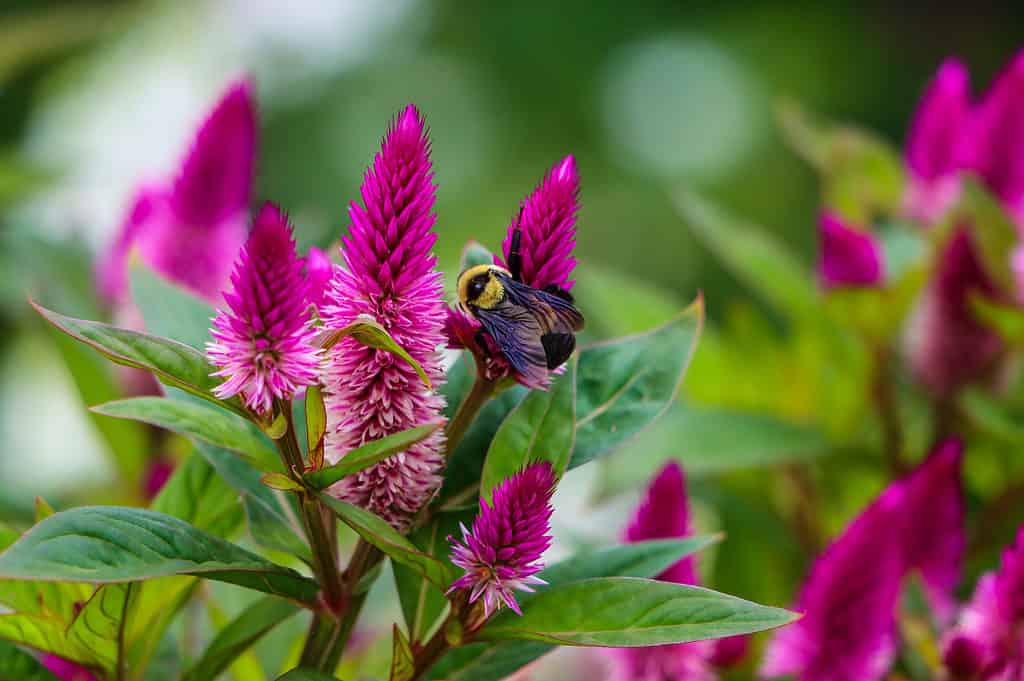 Southern Plains Bumblebee