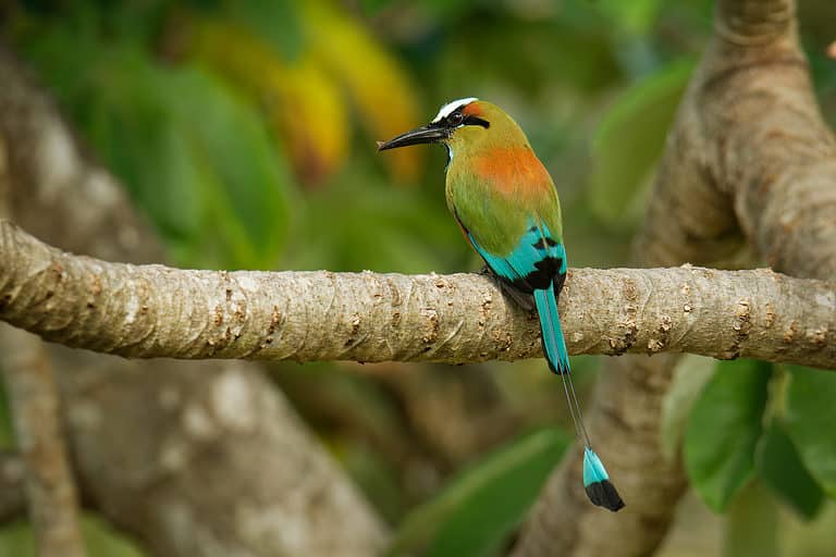 Turquoise-browed motmot - Eumomota superciliosa also Torogoz, colourful tropical bird Momotidae with long tail, Central America from south-east Mexico to Costa Rica. Colourful bird on the branch.