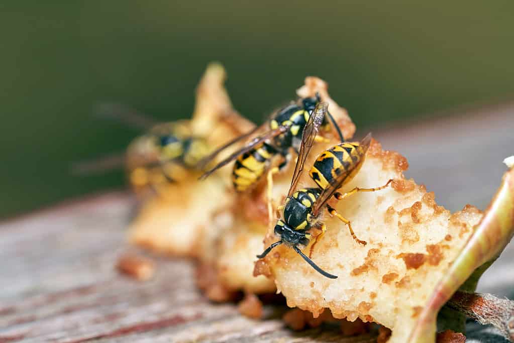 Common wasp eating leftovers