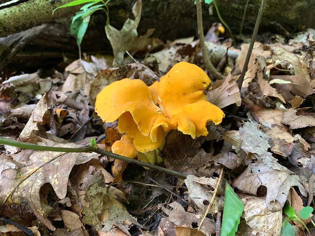 Cantharellus lateritius, smooth chanterelle