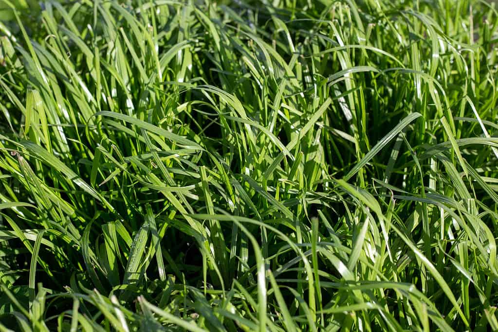 Tetraploid Italian Ryegrass used in a farm pasture plan, Canterbury, New Zealand