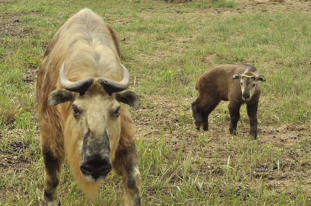 Sichuan Takin (Tibetan Takin) adult and calf.