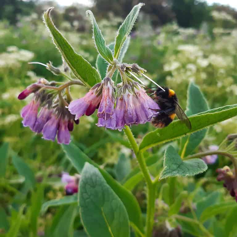 Barbut's cuckoo bumblebee (Bombus barbutellus) feeding on purple flowers of common comfrey plant (latin name Symphytum officinale)