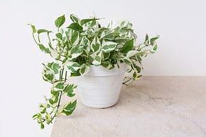 8 Variegated Pothos: Types, Care, And More photo