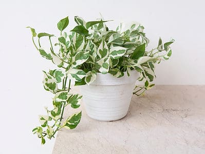 A 8 Variegated Pothos: Types, Care, And More