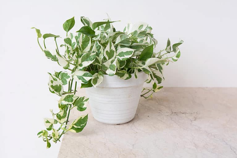 Pearls and Jade pothos