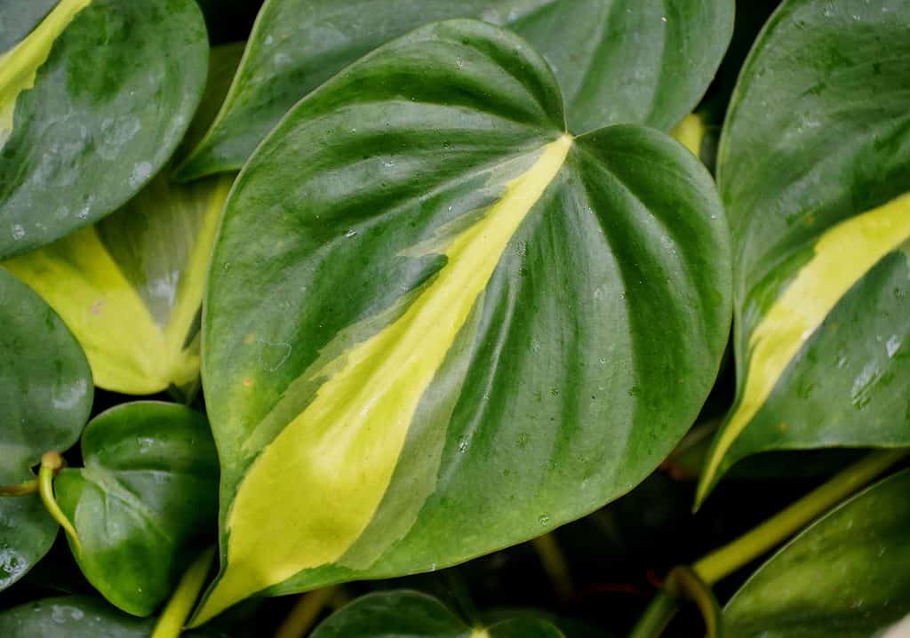 Closeup of a yellow and green variegated leaf of Philodendron 'Brazil'