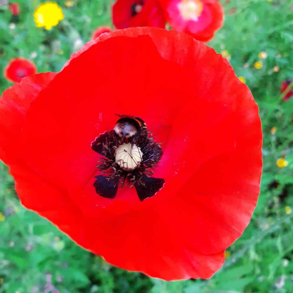 Barbut's cuckoo bumblebee (Bombue Barbutellus) feeding on a common poppy (Papaver rhoeas)