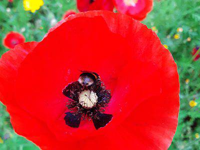 A Discover the National Flower of Poland: The Red Poppy