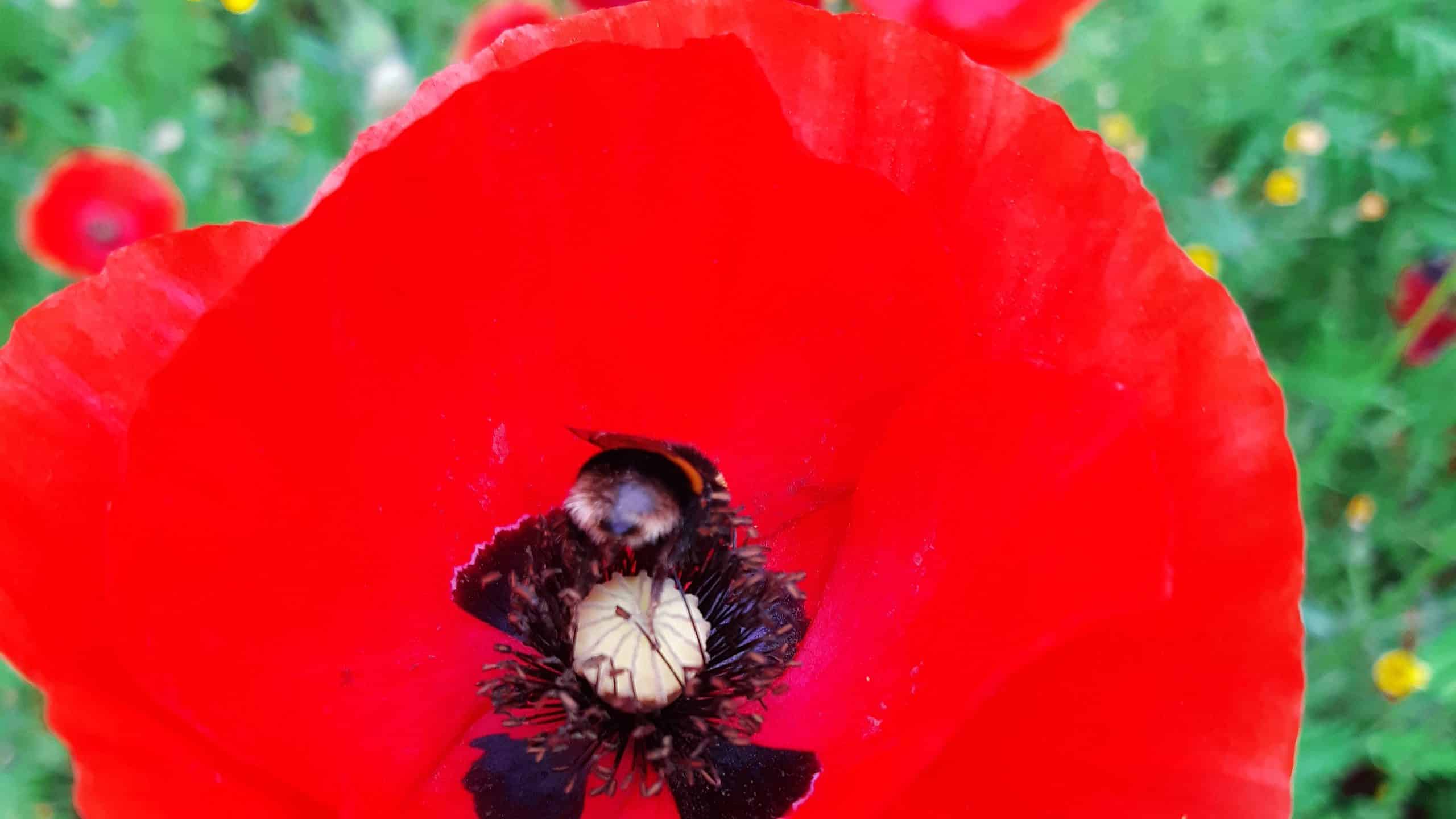 Barbut's cuckoo bumblebee (Bombue Barbutellus) feeding on a common poppy (Papaver rhoeas)
