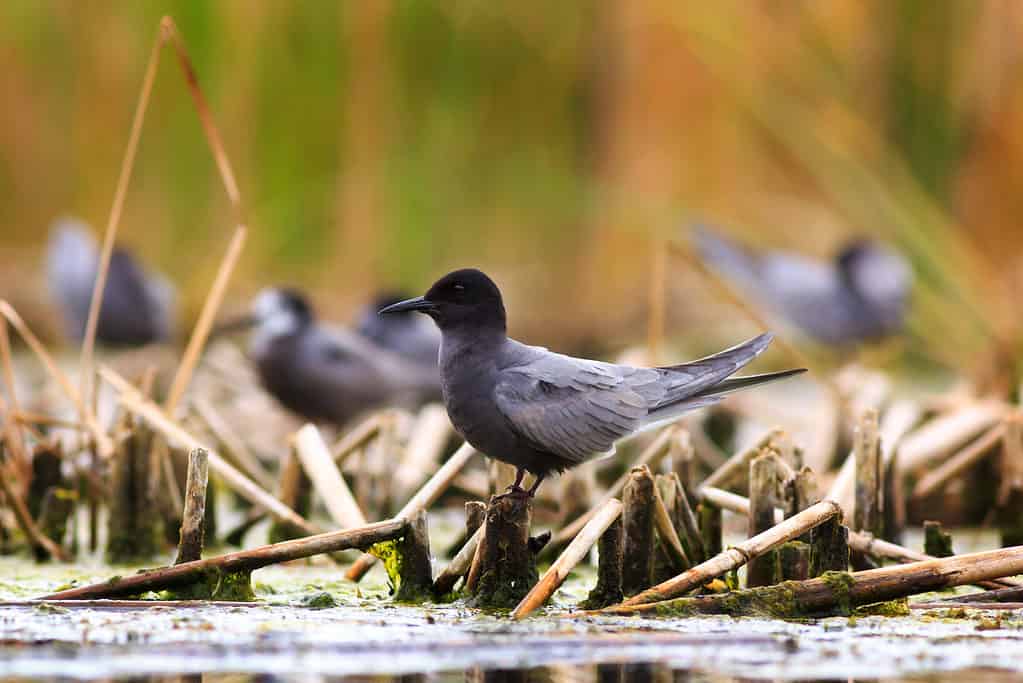 Black tern