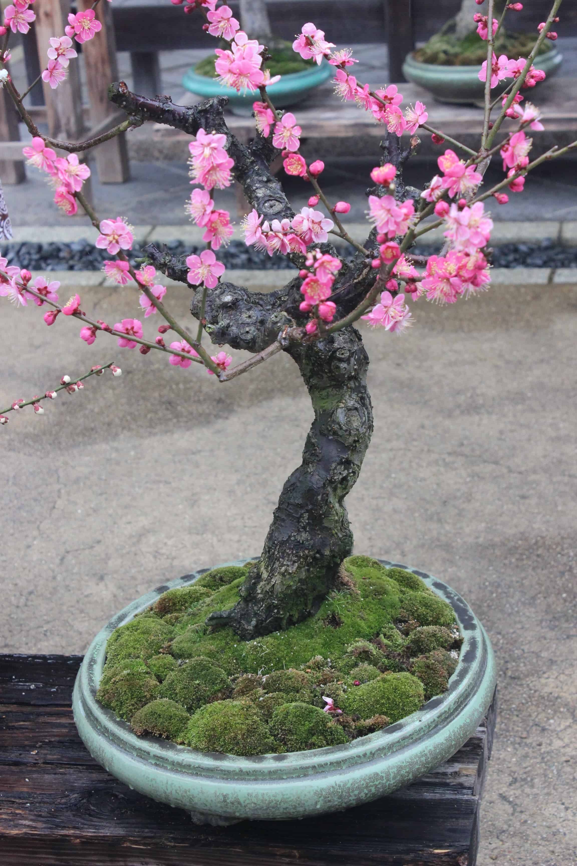 Pink cherry blossom bonsai