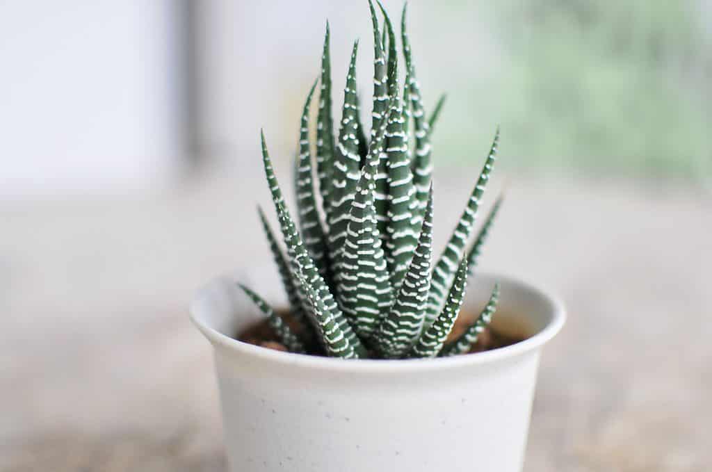 Haworthia succulents are slow growing