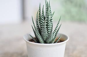 Types Of Indoor Succulents Picture