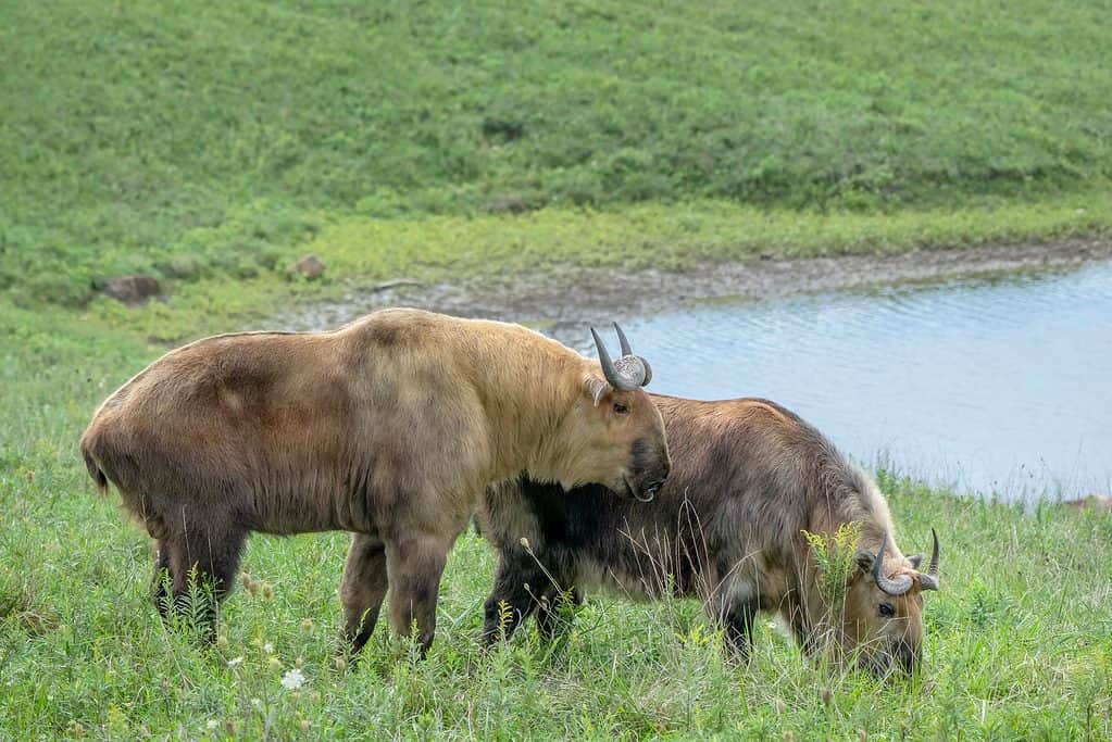 Male and female Sichuan Takin (Tibetan Takin) in a field near a pond.