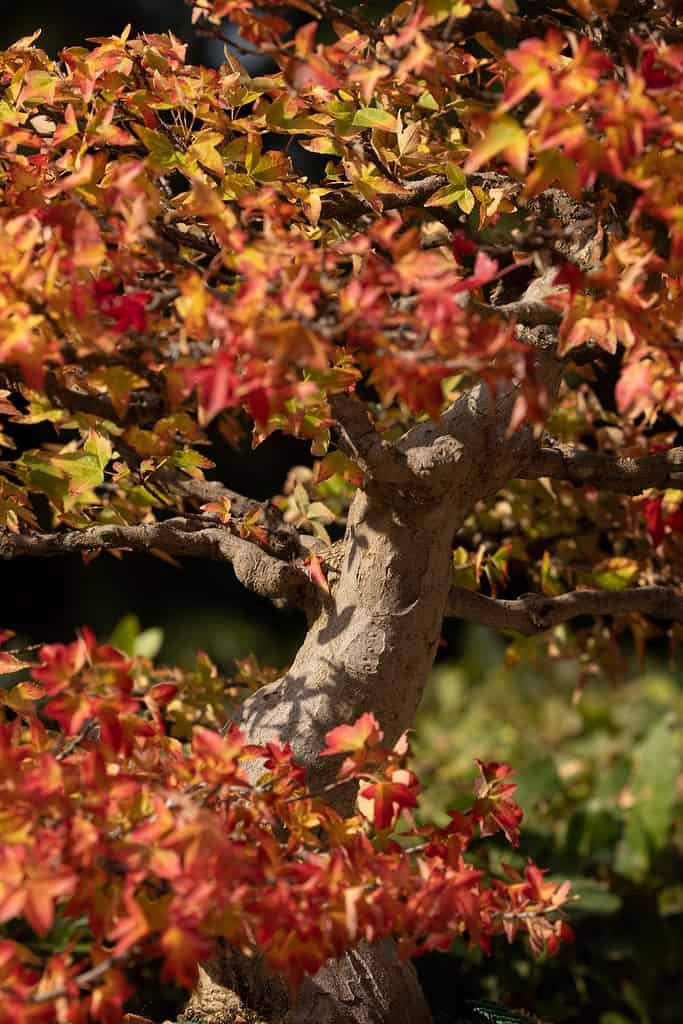 A bonsai tree of the Sweetgum formosana Hance species, with autumn leaves, grows in miniature in a botanical garden in Madrid