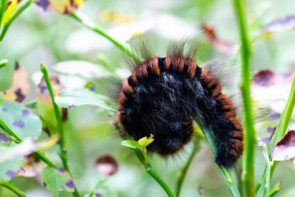 A macro of a European woolly bear mostly rolled into a ball. From the photographer: Close up of the Woolly bear caterpillar of the garden tiger moth or great tiger moth Arctia caja scared by predator curled in a ball on the ground. Poland, Europe