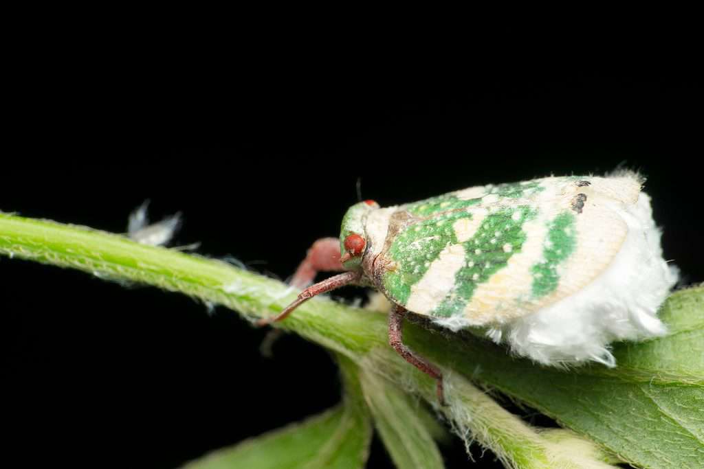 striped tree hopper