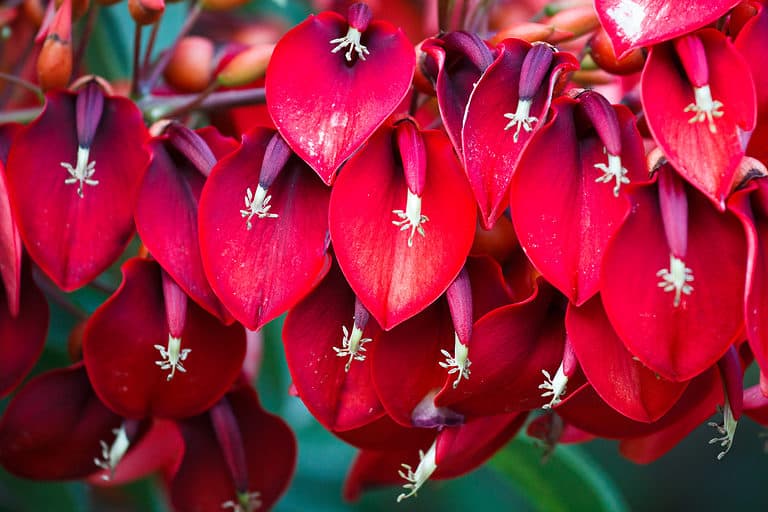 Erythrina crista-galli, ceibo