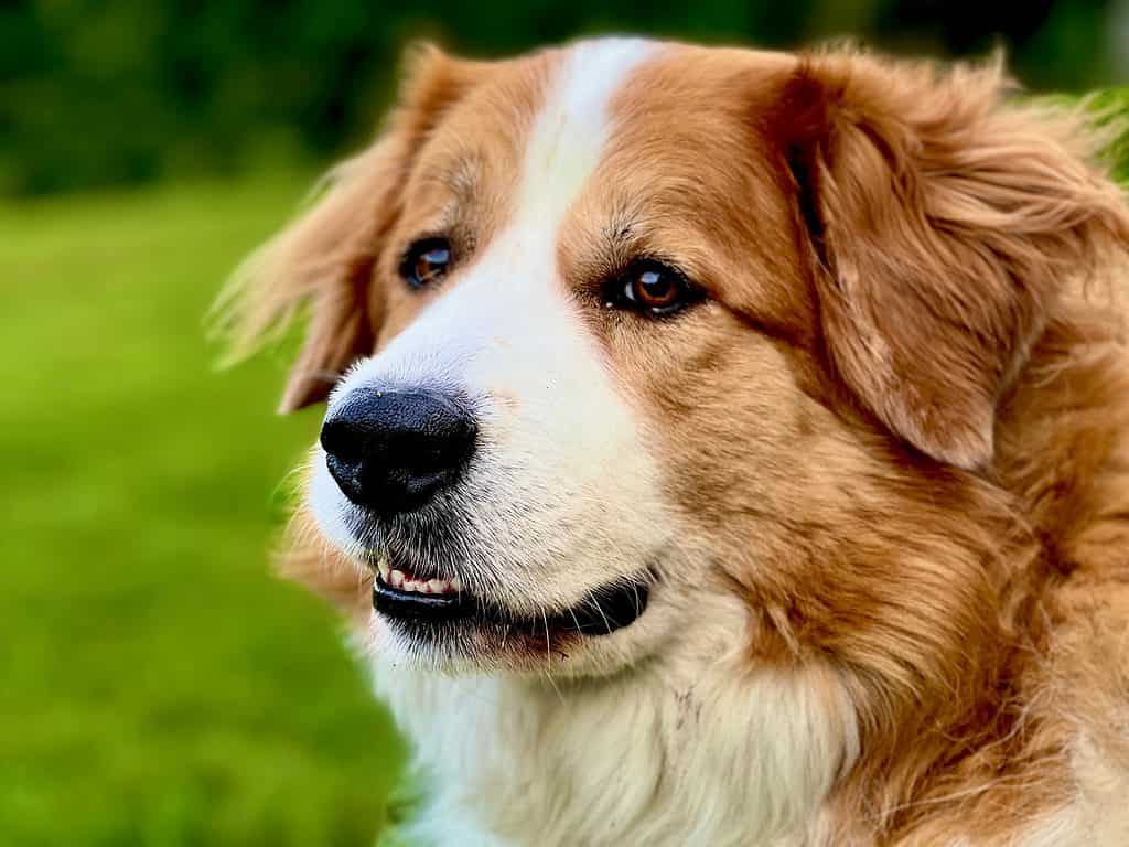 A Great Pyrenees stands proudly outdoors.  