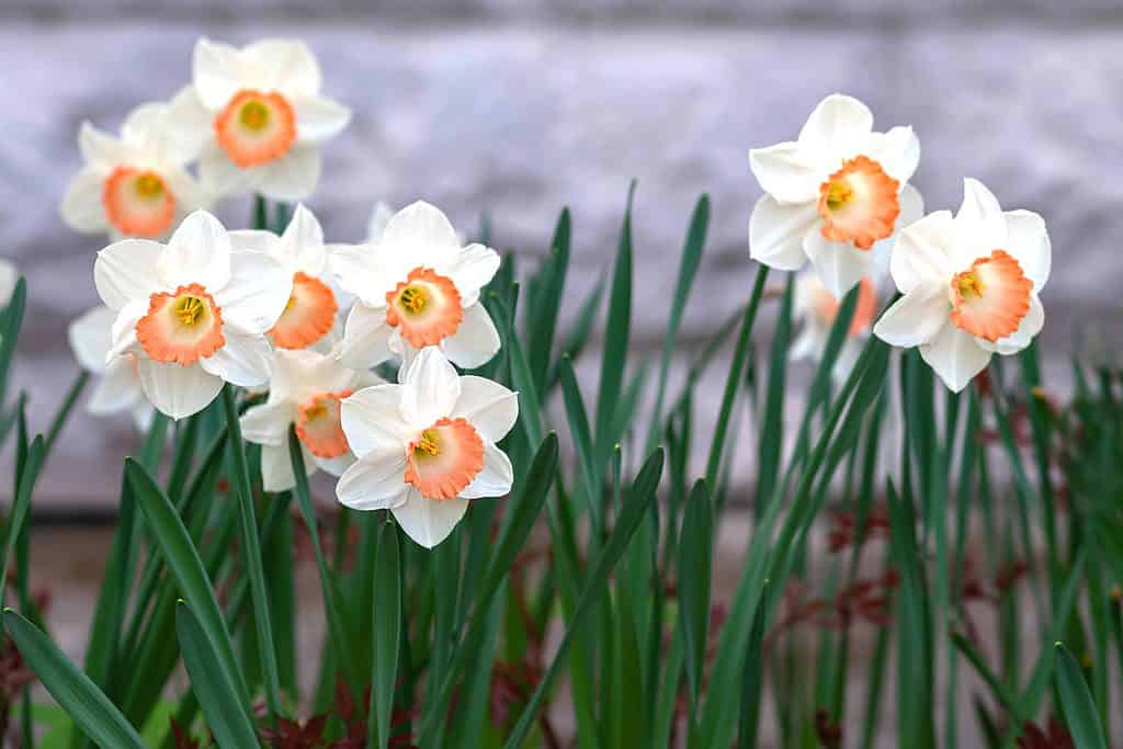'Pink Charm' Large-Cupped Daffodils