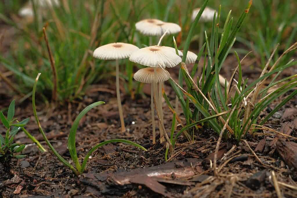 Pleated inkcap mushrooms (Parasola plicatilis)