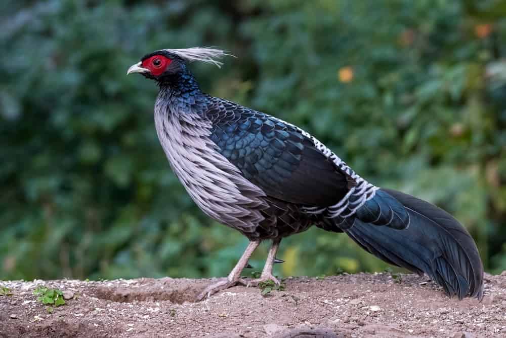 Kalij pheasant