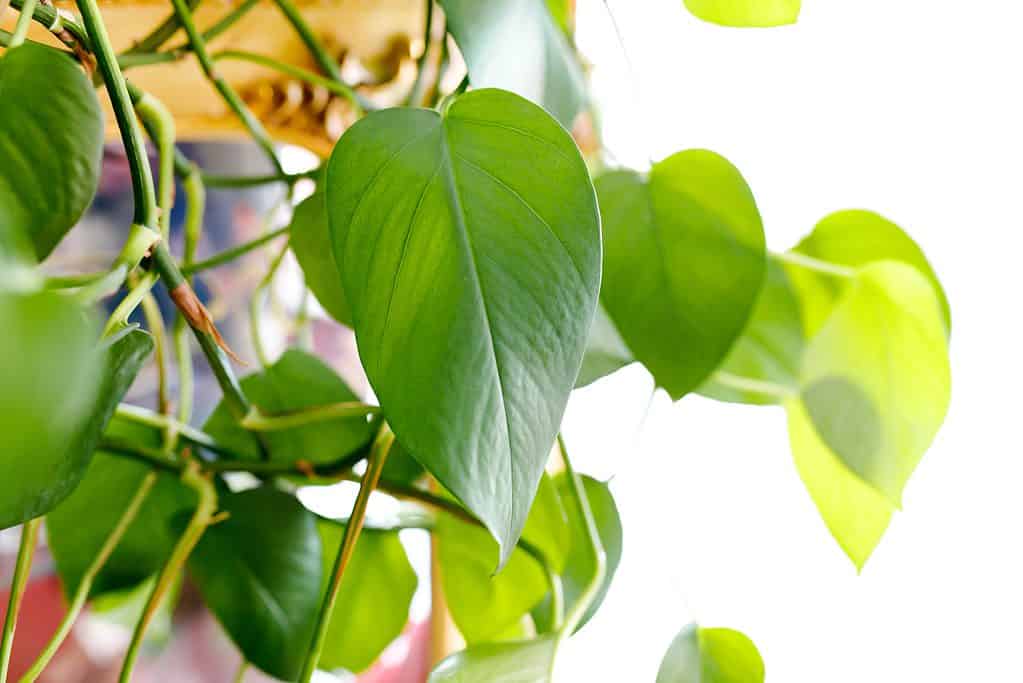 Pothos dorati o Epipremnum aureum, best indoor plant