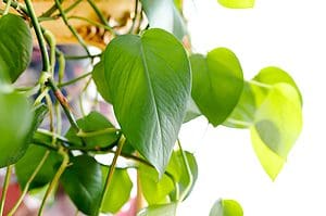 Pothos Light Needs: How Much Sunlight Do Pothos Need? Picture