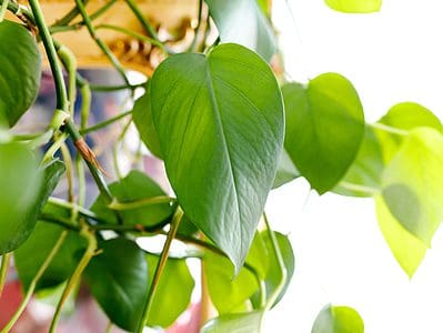 A Hanging Pothos: How To Display This Unkillable Houseplant