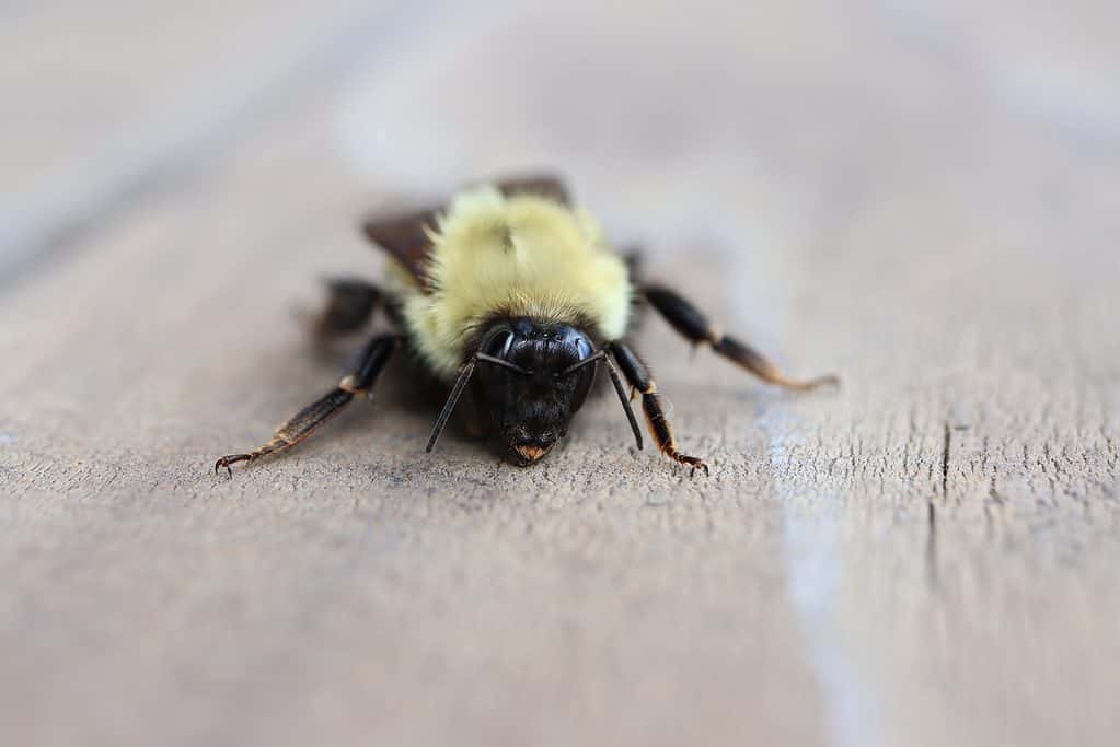macro isolate of a lemon cuckoo bumblebee. The bee is most black with a lemon yellow , hairy thorax (mid section,