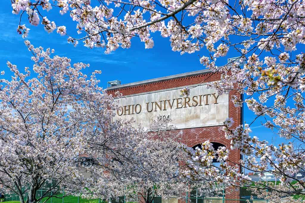 Cherry blossoms in bloom surrounding a brick Ohio University sign in Athens, Ohio.