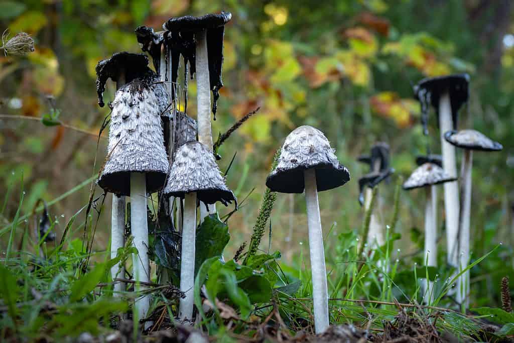 Inky cap mushrooms, Coprinus comatus